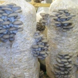 Da li je moguće otrovati se gljivama bukovača: simptomi, recenzije